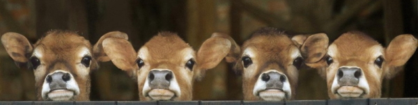 Почему у коровы нет молока причины, пути решения