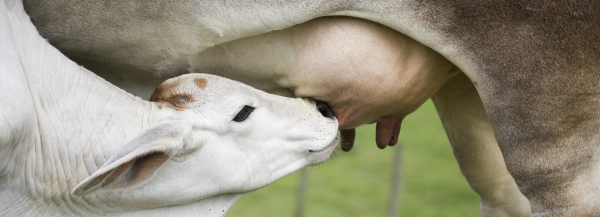 Корова не жует жвачку: возможные причины - sunnyhair.ru | АПК