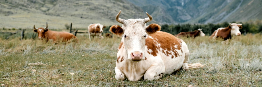 Корова не жует жвачку: народные средства лечения